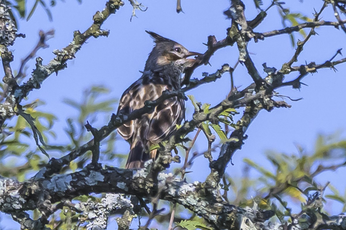 Lark-like Brushrunner - ML642160402