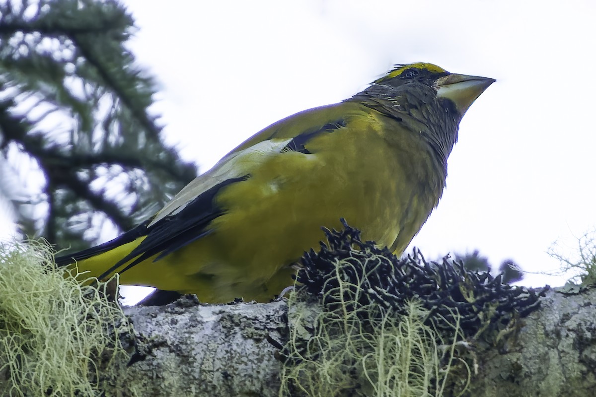 Evening Grosbeak - ML642160410