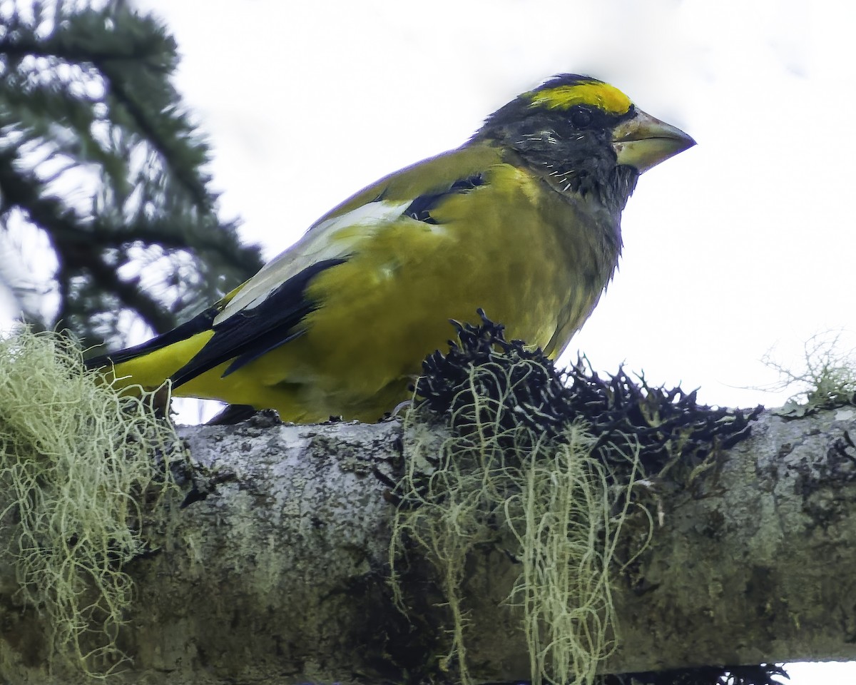 Evening Grosbeak - ML642160411