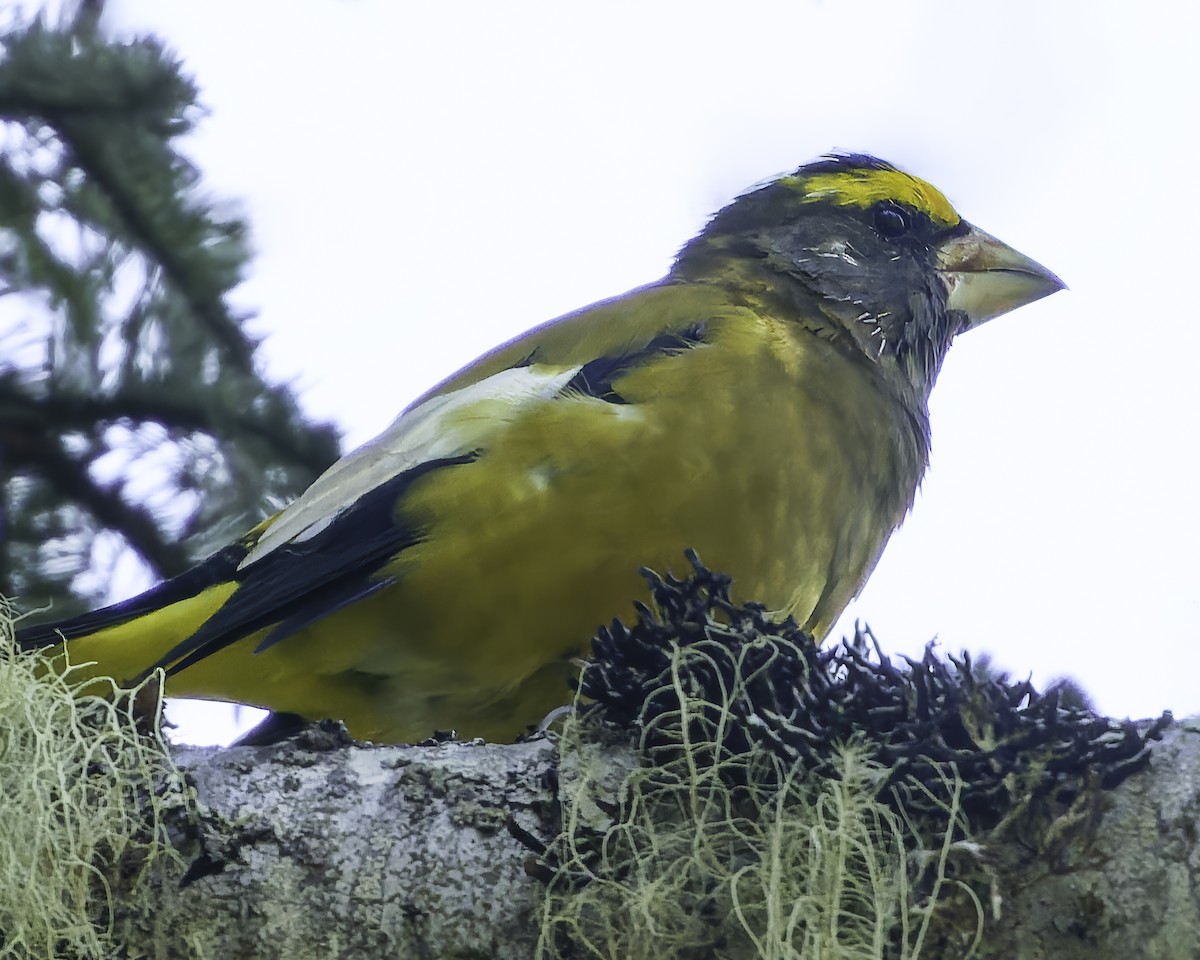 Evening Grosbeak - ML642160413