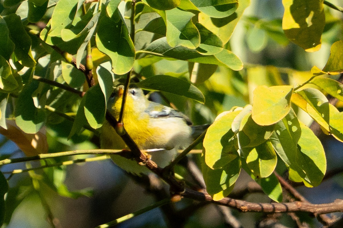 Parula Norteña - ML642160418