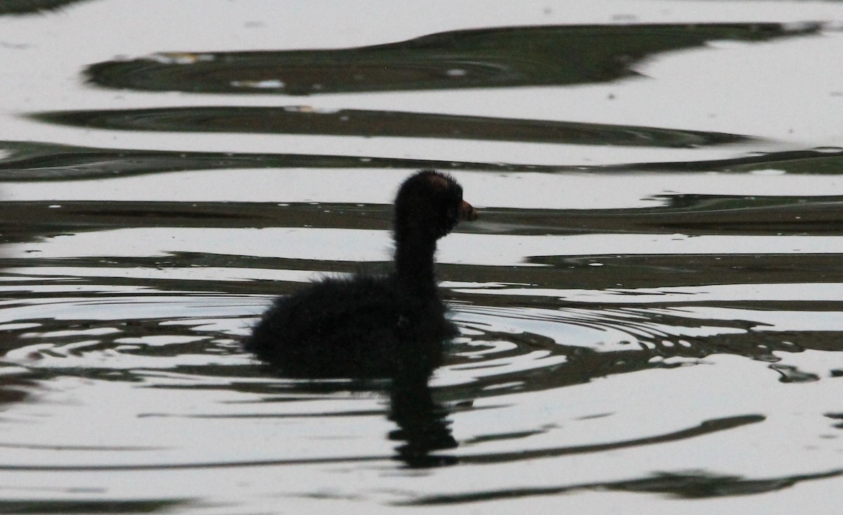 Gallinule poule-d'eau - ML642160455