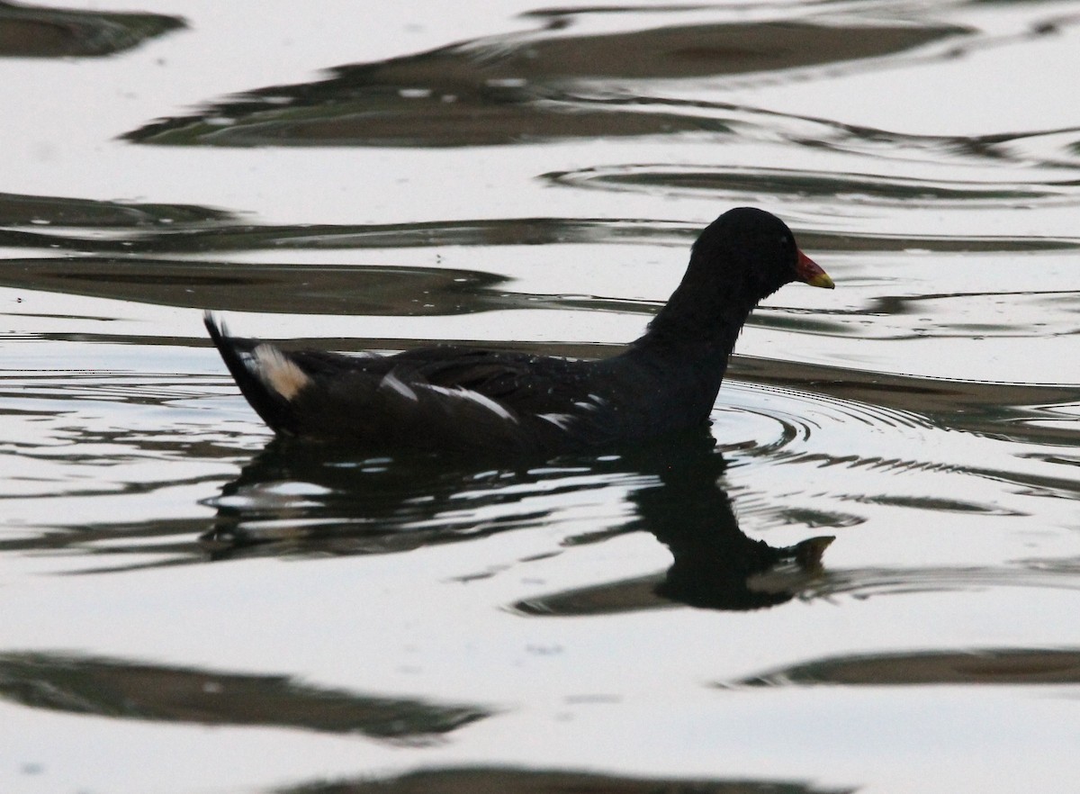 Gallinule poule-d'eau - ML642160456