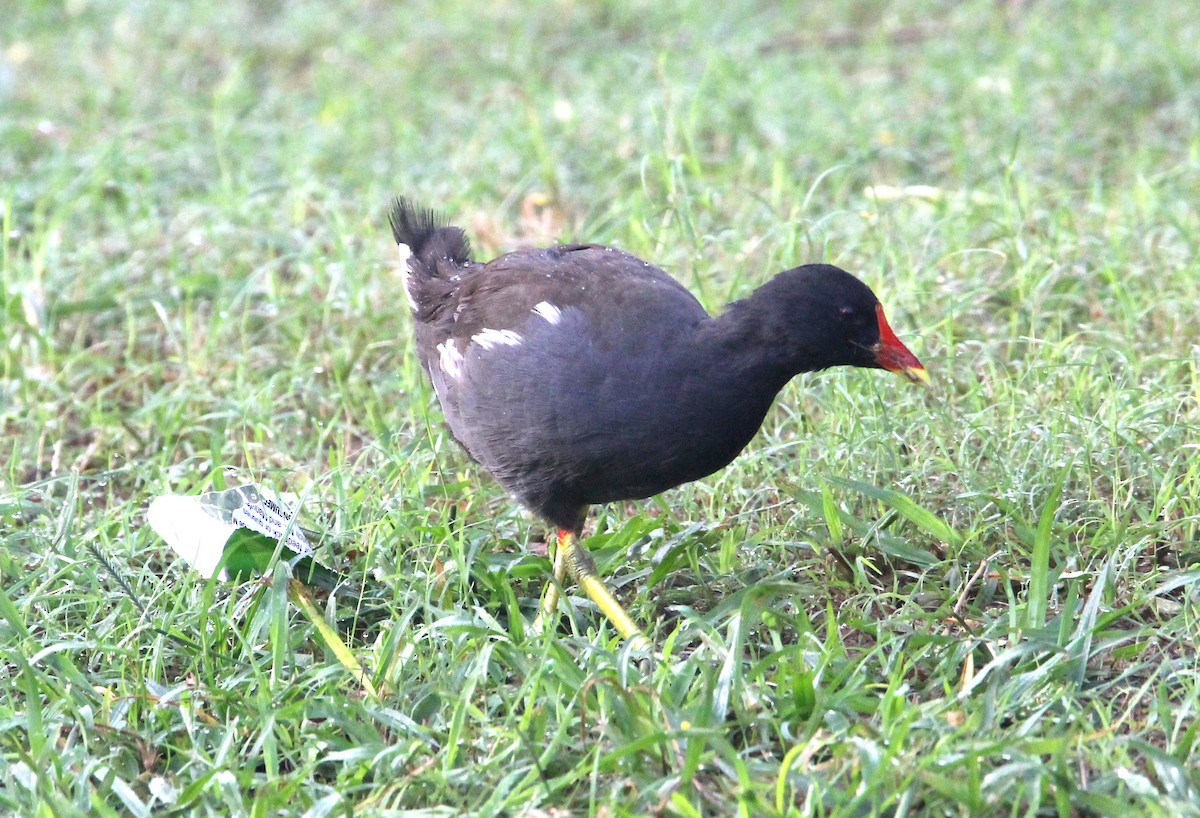 Gallinule poule-d'eau - ML642160457