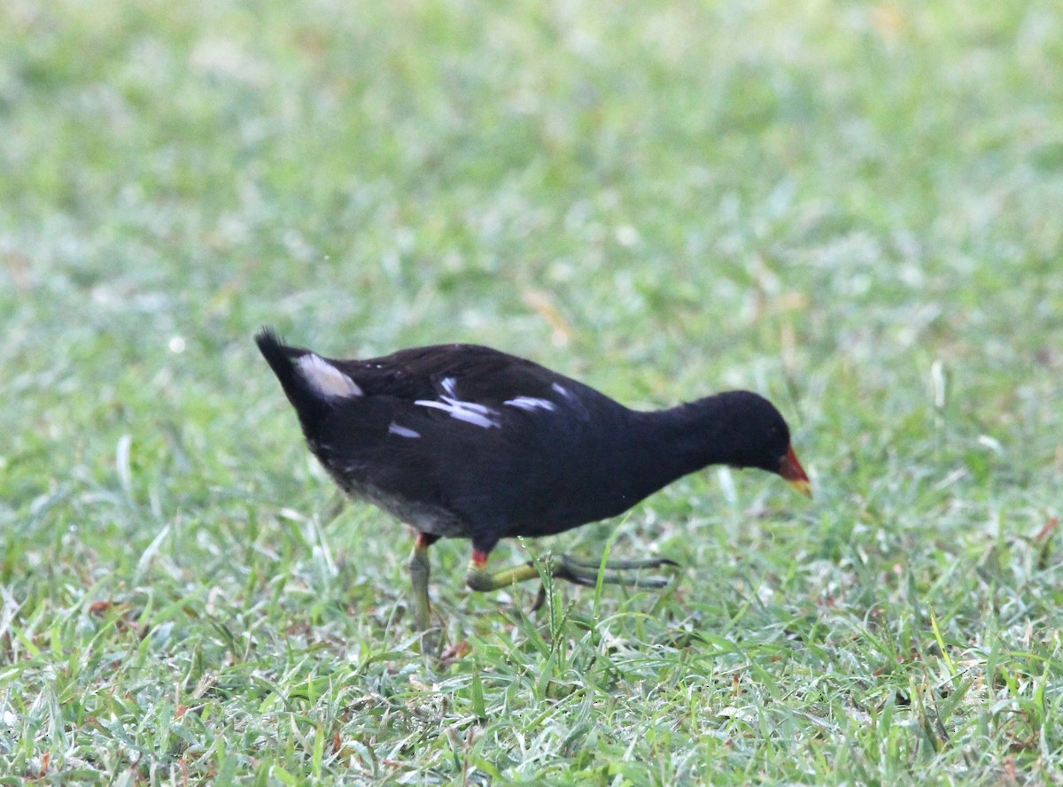 Gallinule poule-d'eau - ML642160458