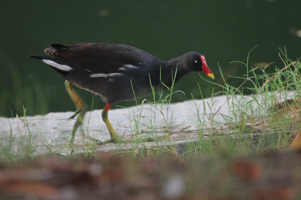 Gallinule poule-d'eau - ML642160459