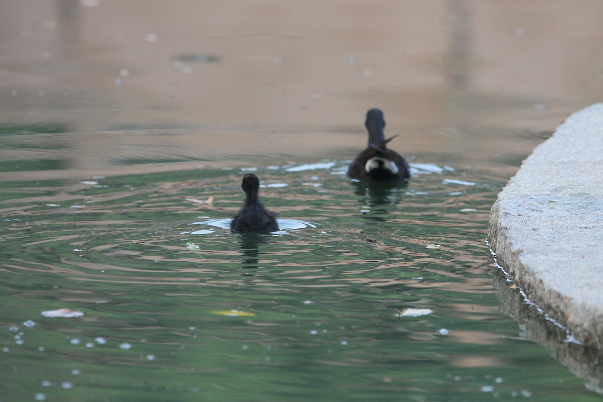 Gallinule poule-d'eau - ML642160460