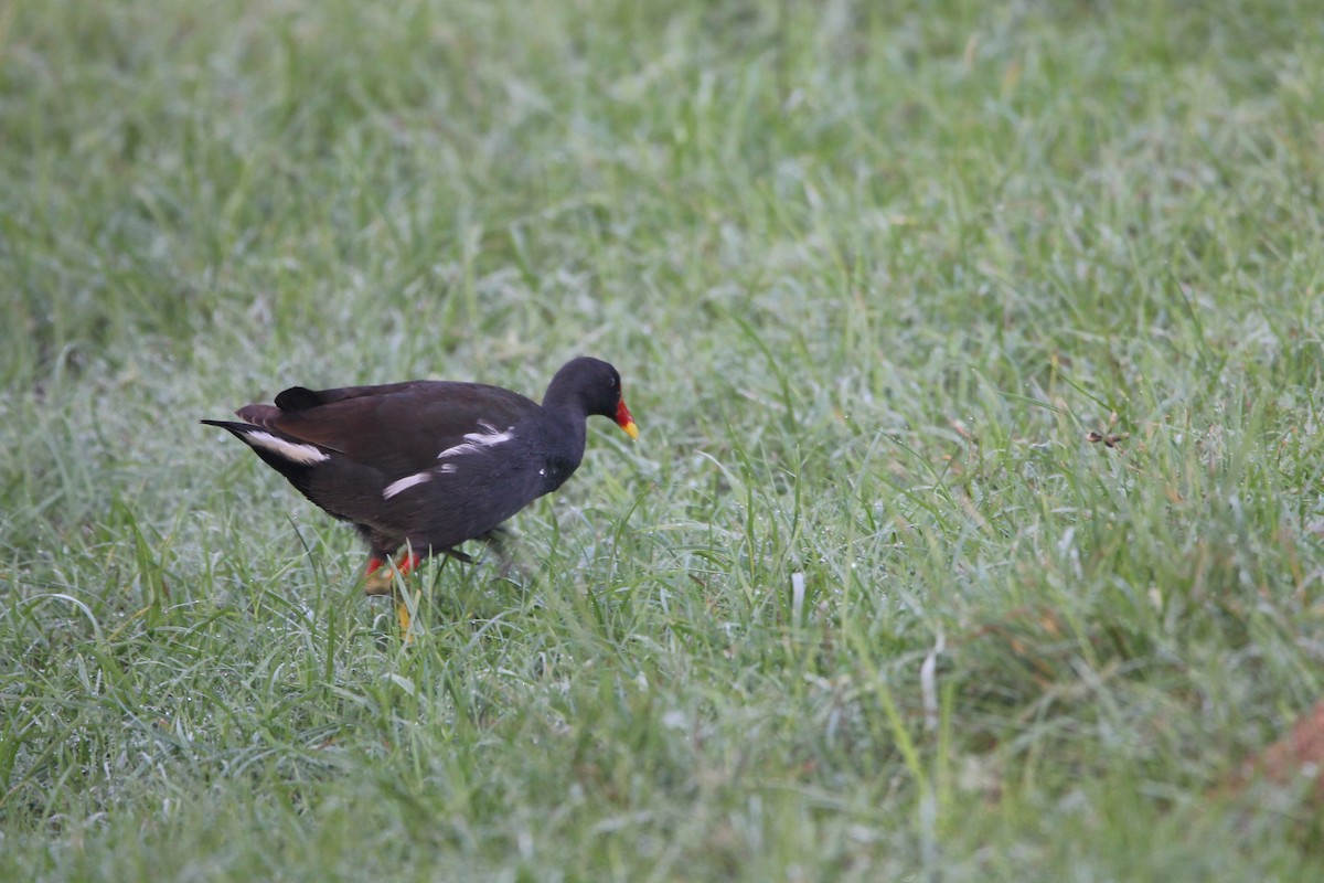 Gallinule poule-d'eau - ML642160461