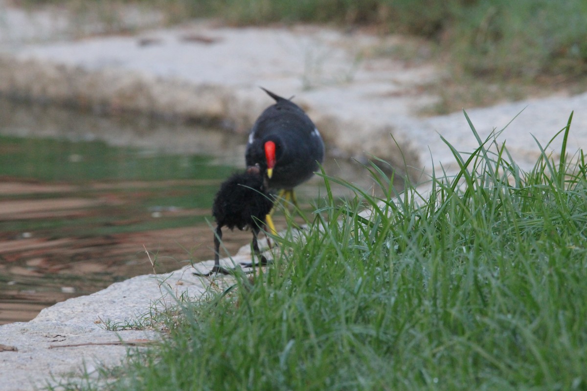 Gallinule poule-d'eau - ML642160462