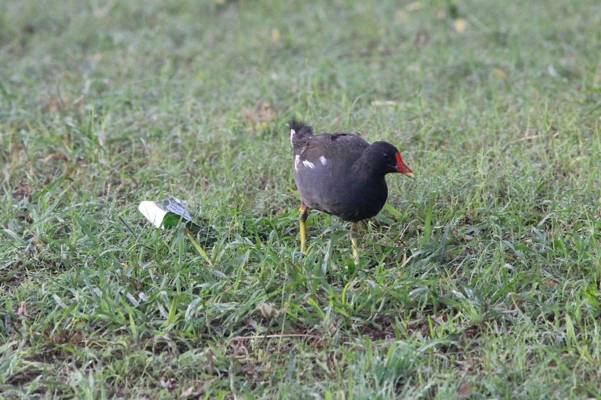 Gallinule poule-d'eau - ML642160463