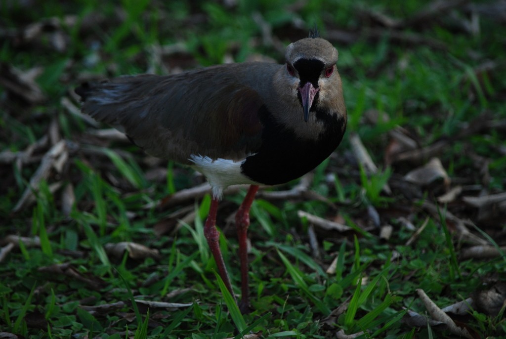 Southern Lapwing - ML642160476