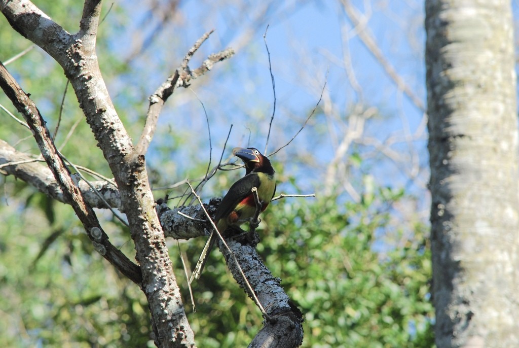 Chestnut-eared Aracari - ML642160479