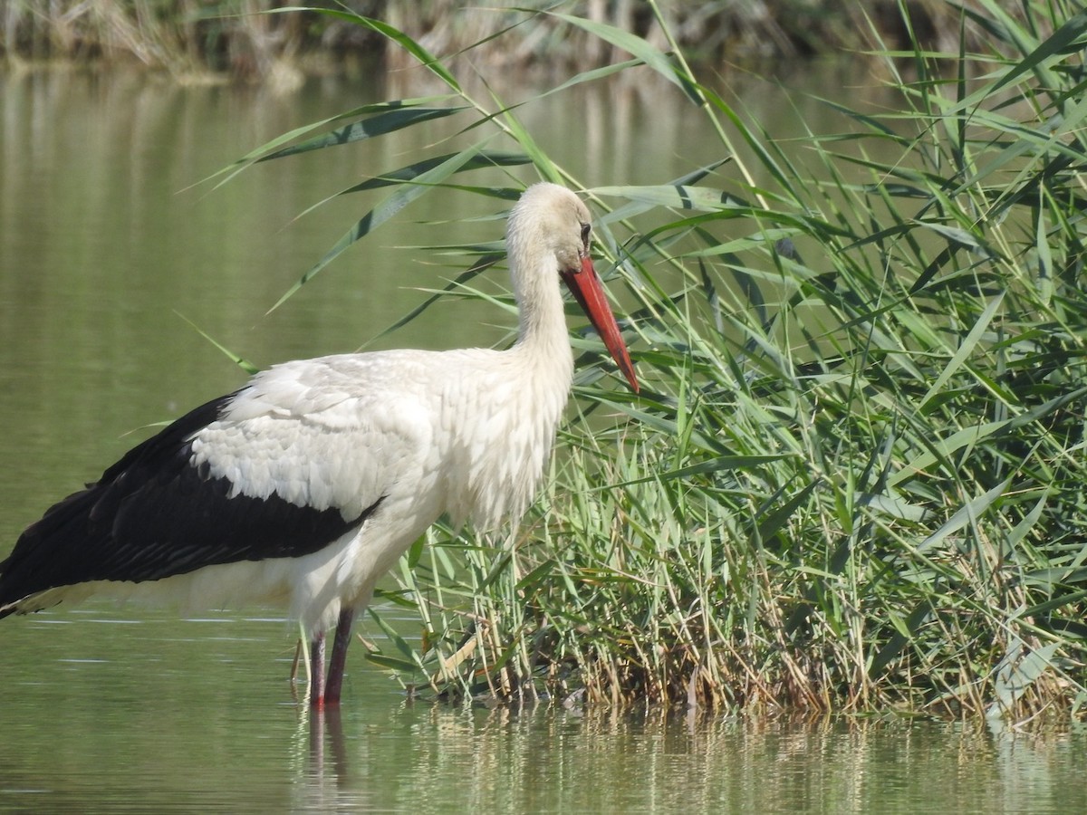 stork - ML642160480