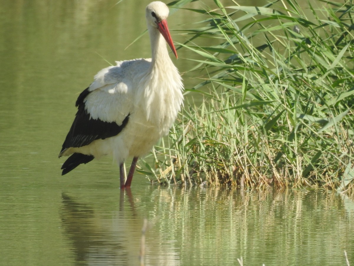 stork - ML642160481