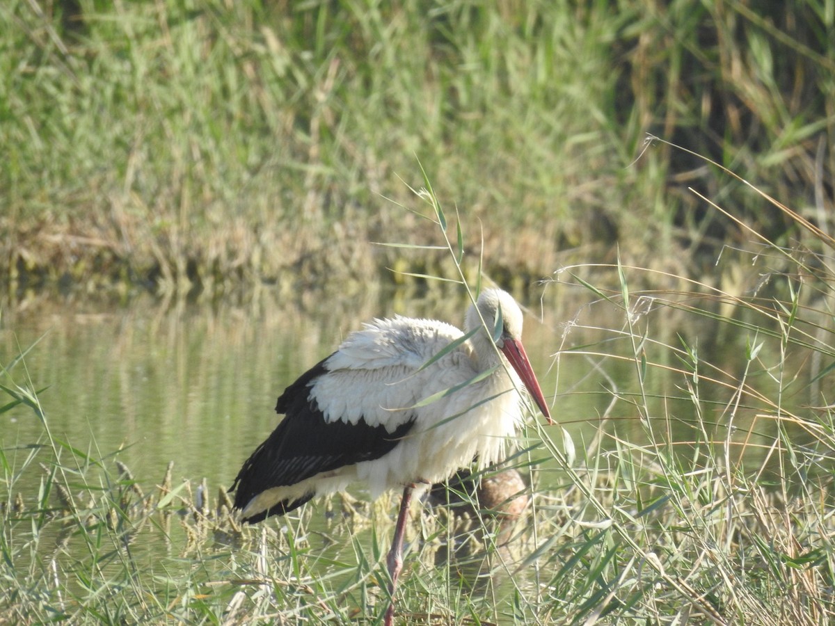 stork - ML642160482