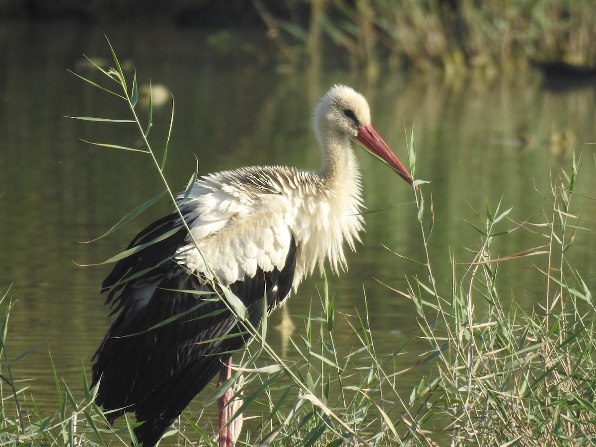 stork - ML642160483