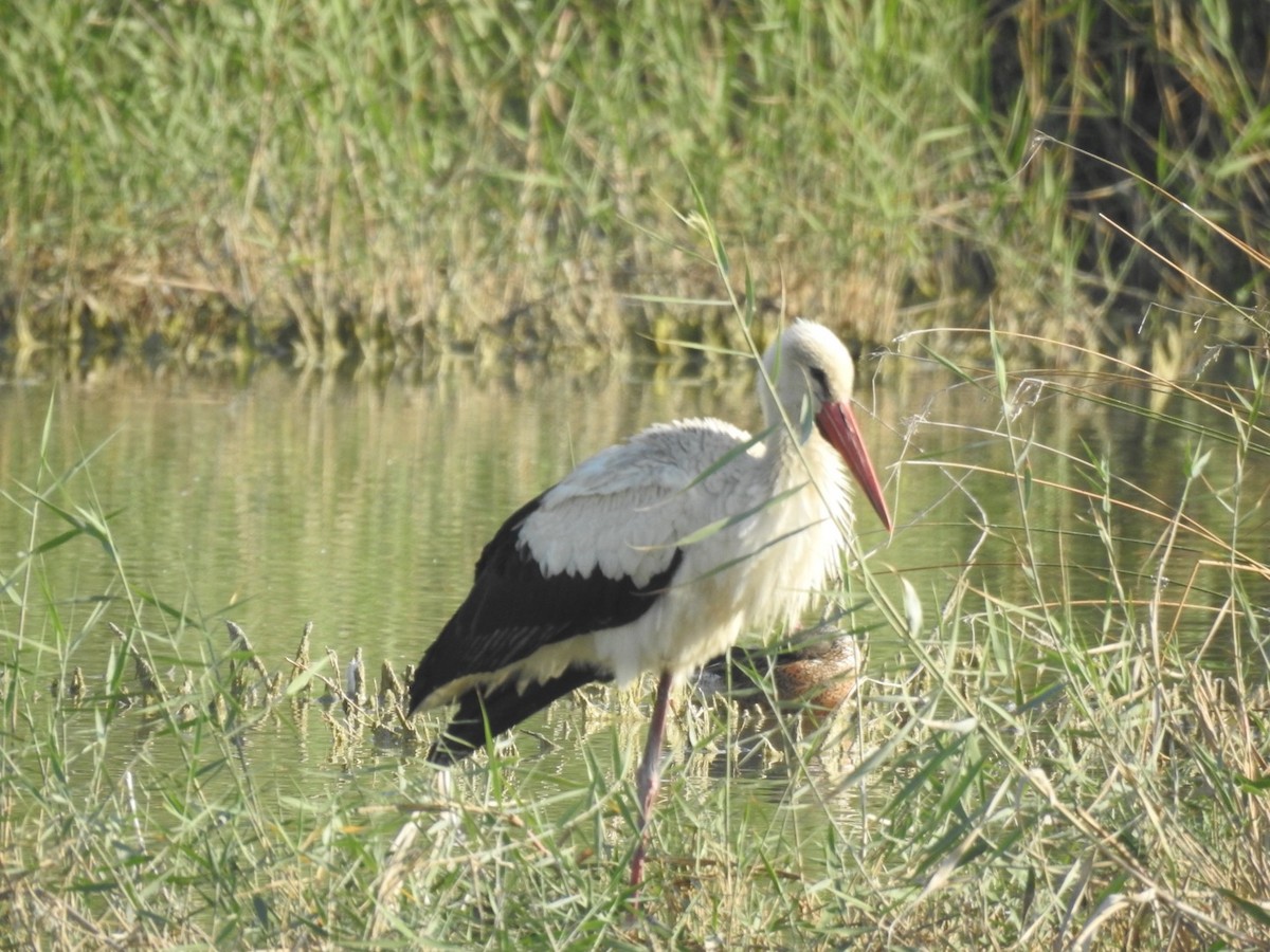 stork - ML642160484