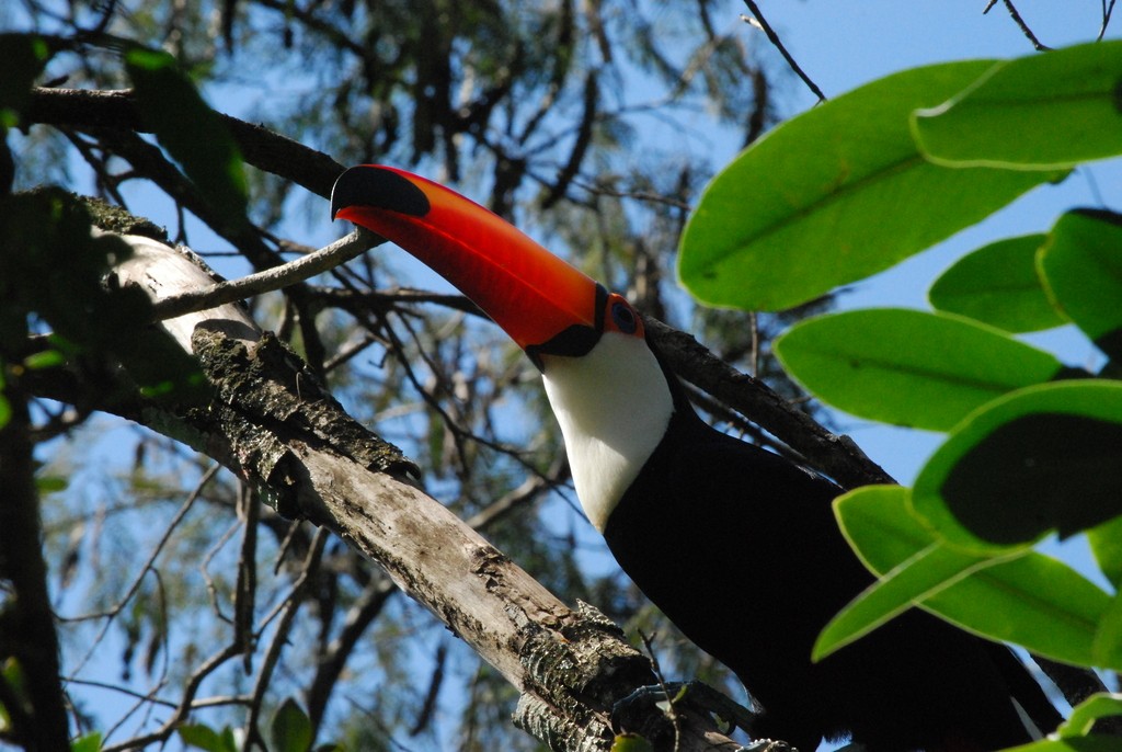Toco Toucan - ML642160491