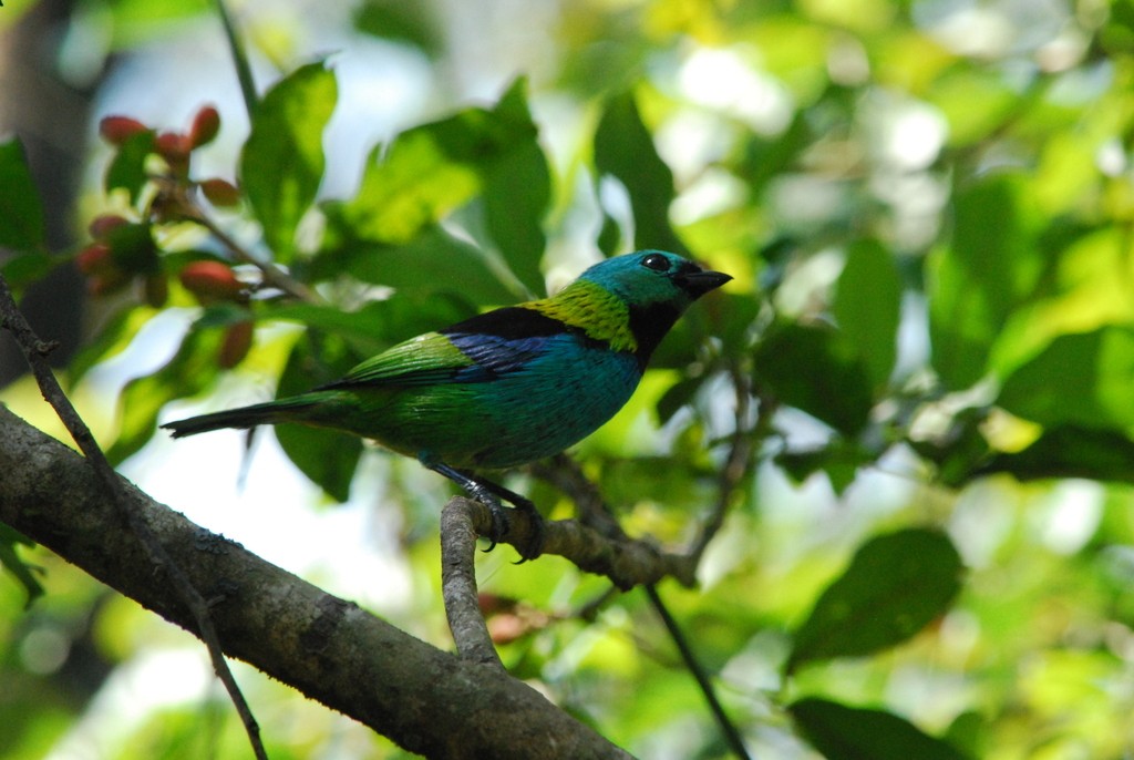 Green-headed Tanager - ML642160496