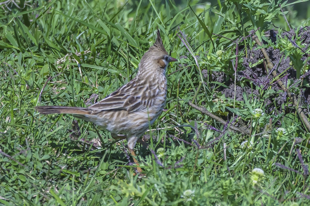 Lark-like Brushrunner - ML642160497