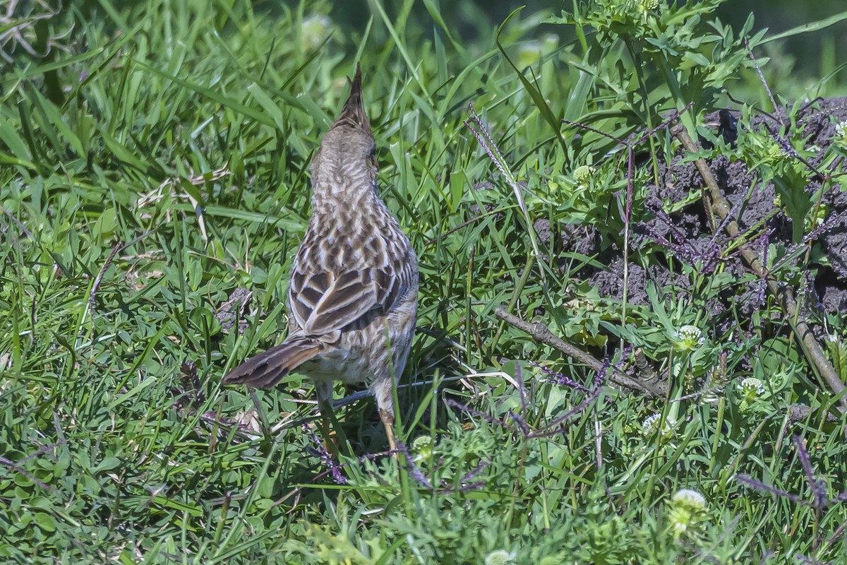 Lark-like Brushrunner - ML642160498
