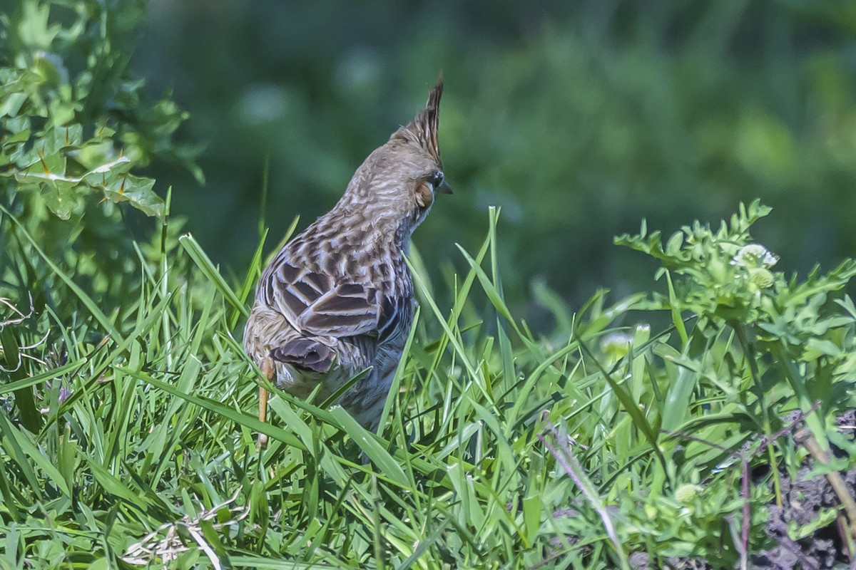 Lark-like Brushrunner - ML642160501