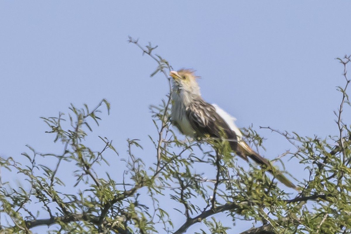 Guira Guguğu - ML642160514