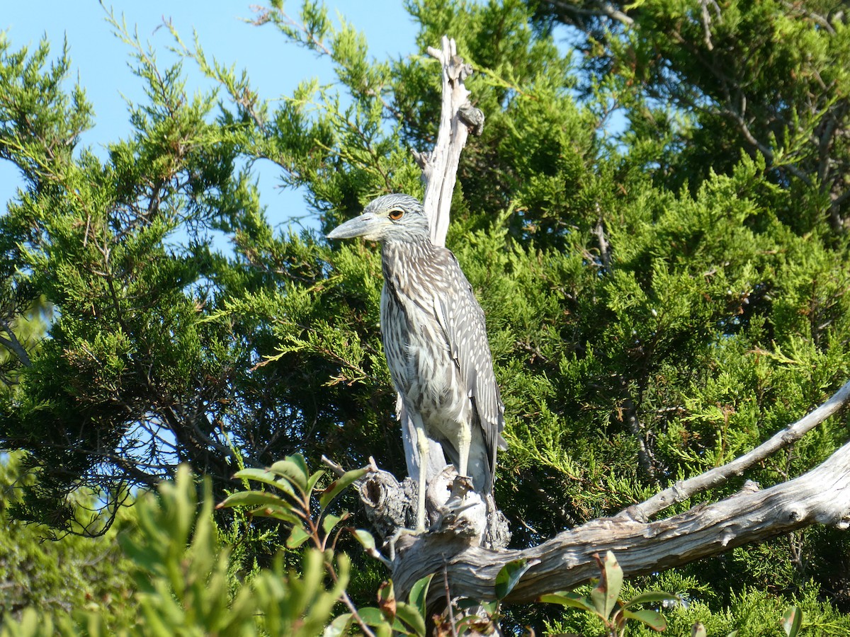 Yellow-crowned Night Heron - ML642160522