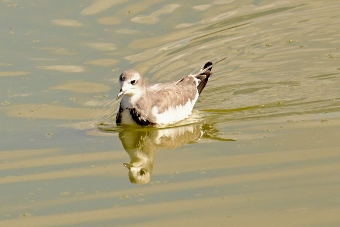Sabine's Gull - ML642160527