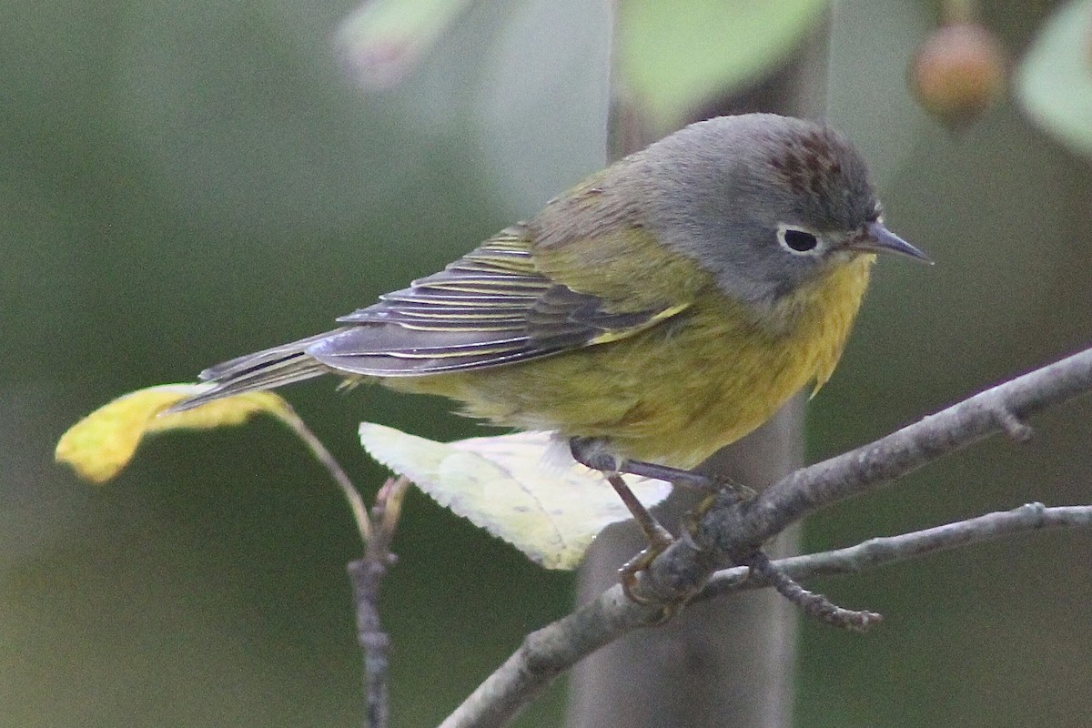 Nashville Warbler - ML642160534