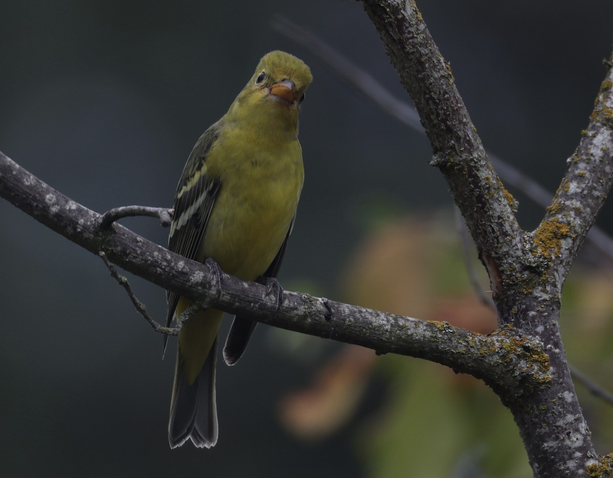 Western Tanager - ML642160571