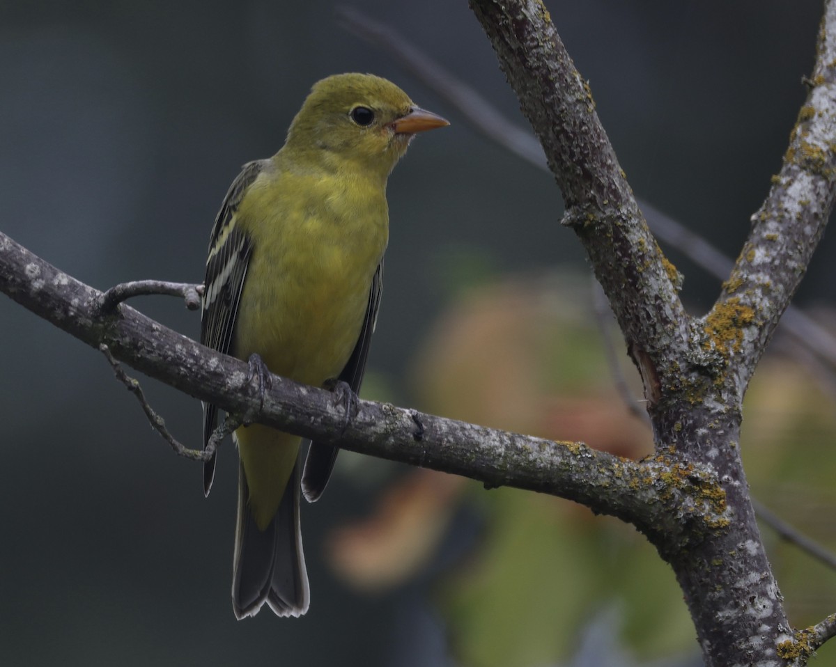 Western Tanager - ML642160572