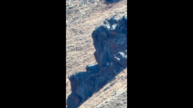 Altai Snowcock - ML642160609