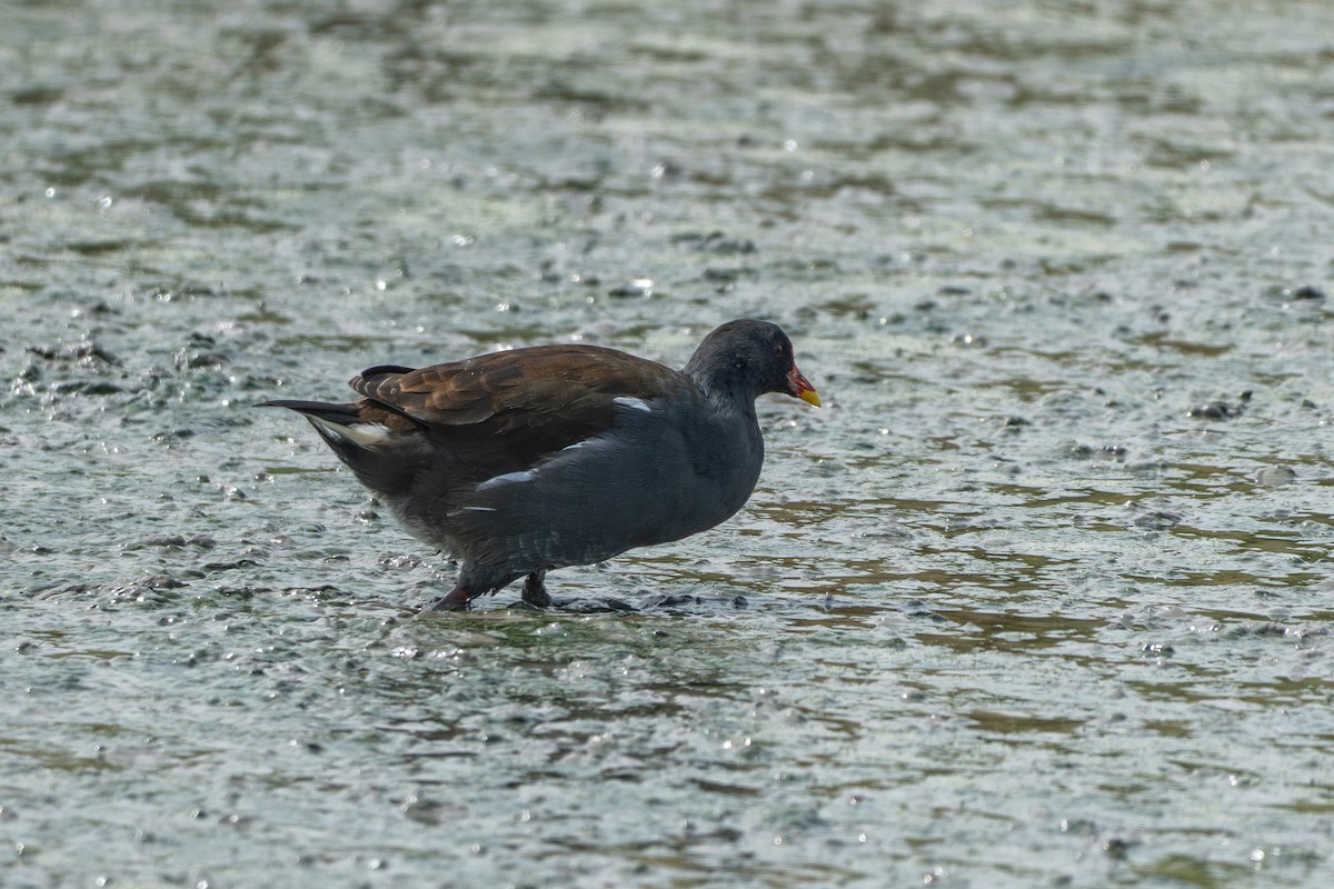 Gallinule poule-d'eau - ML642160638