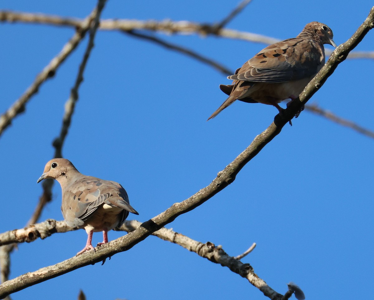 Mourning Dove - ML642160646