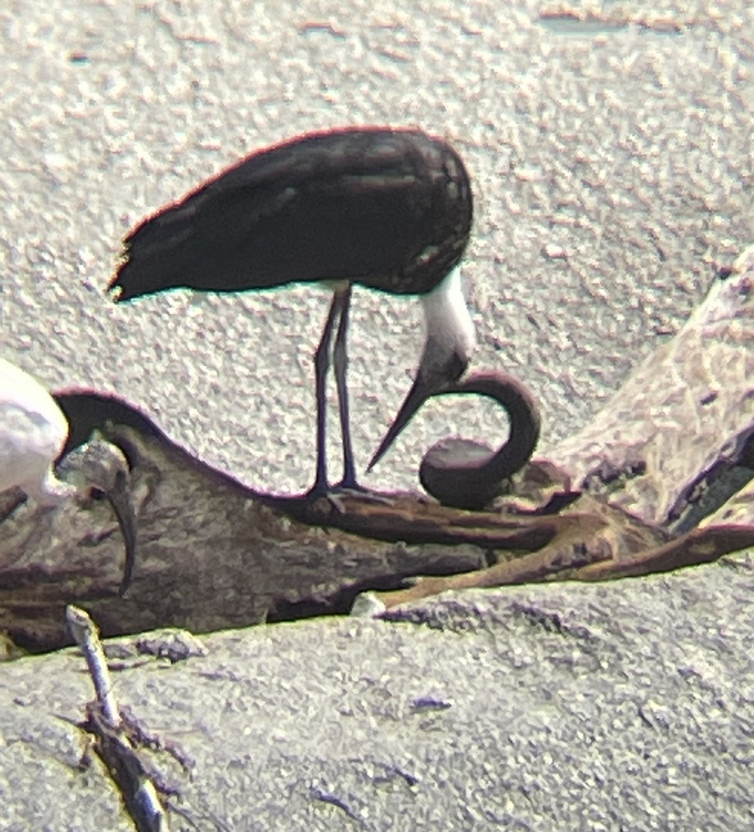 African Woolly-necked Stork - ML642160649