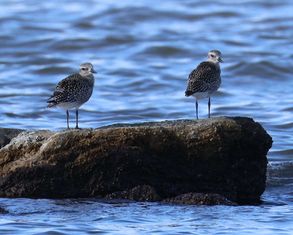 Black-bellied Plover - ML642160659
