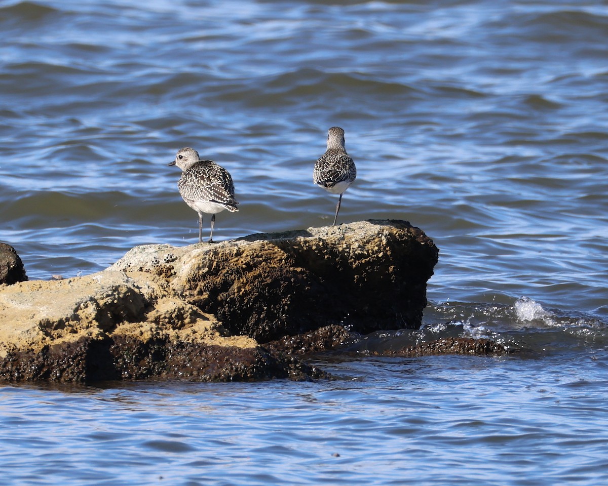 Black-bellied Plover - ML642160660