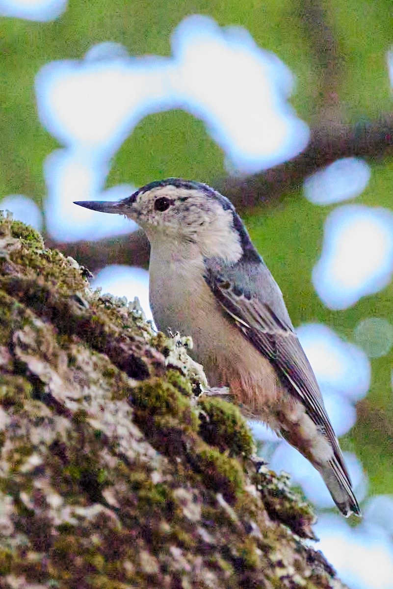 White-breasted Nuthatch - ML642160666