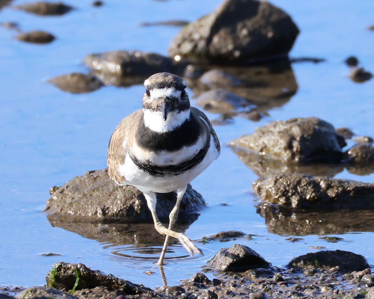 Killdeer - ML642160674