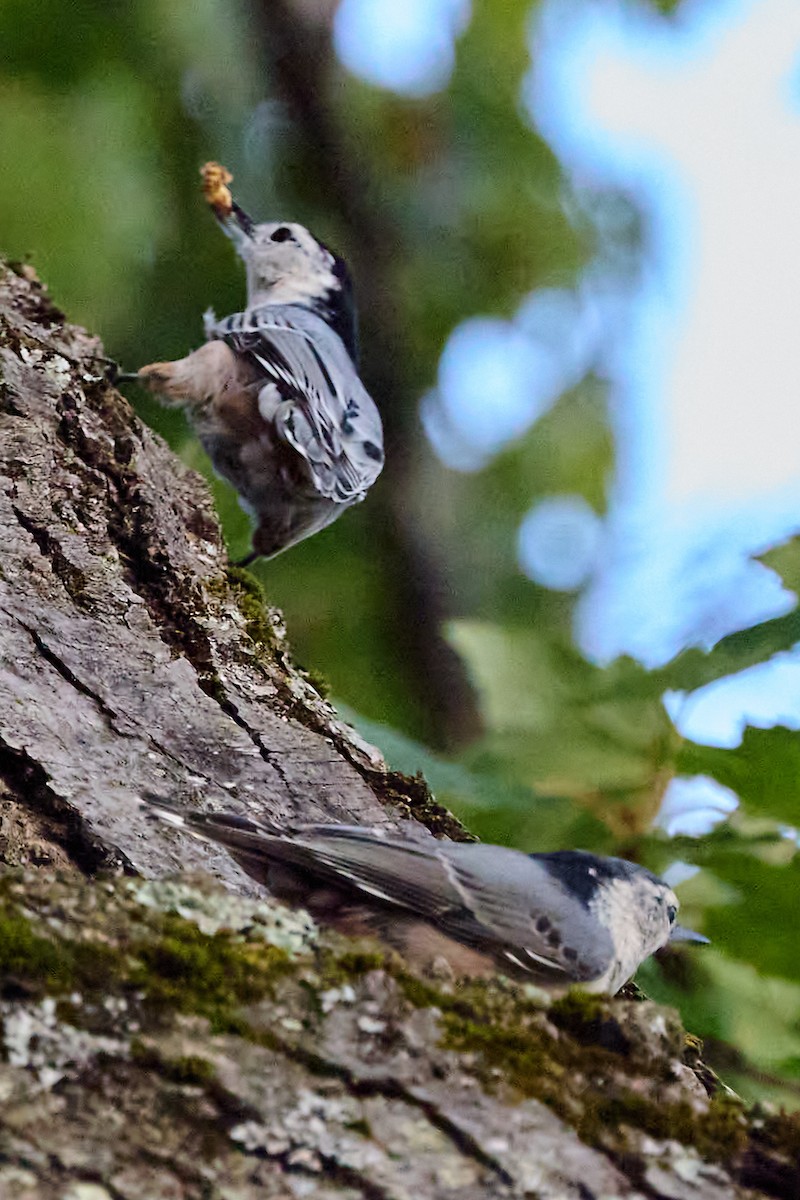 White-breasted Nuthatch - ML642160675