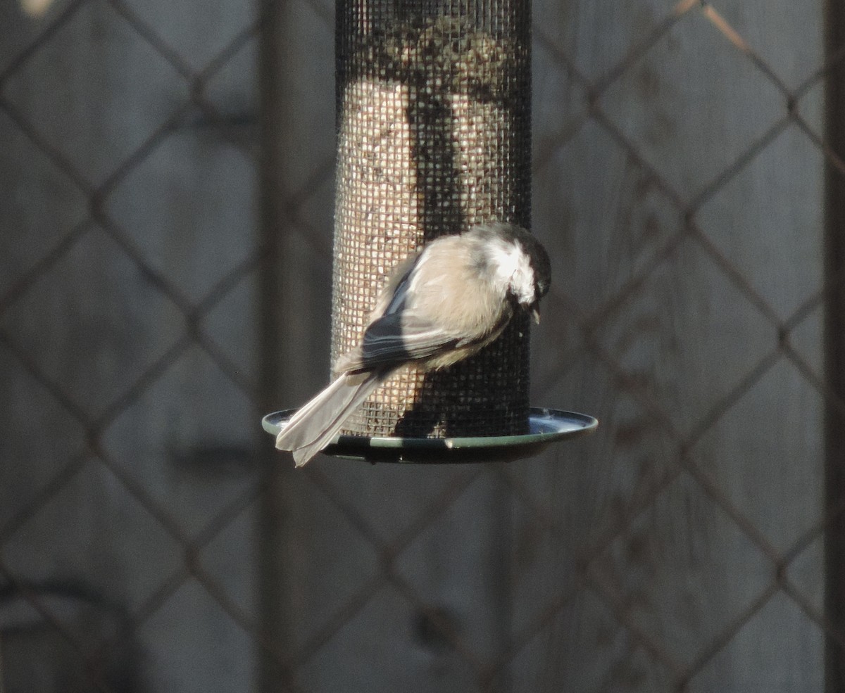 Black-capped Chickadee - ML642160678