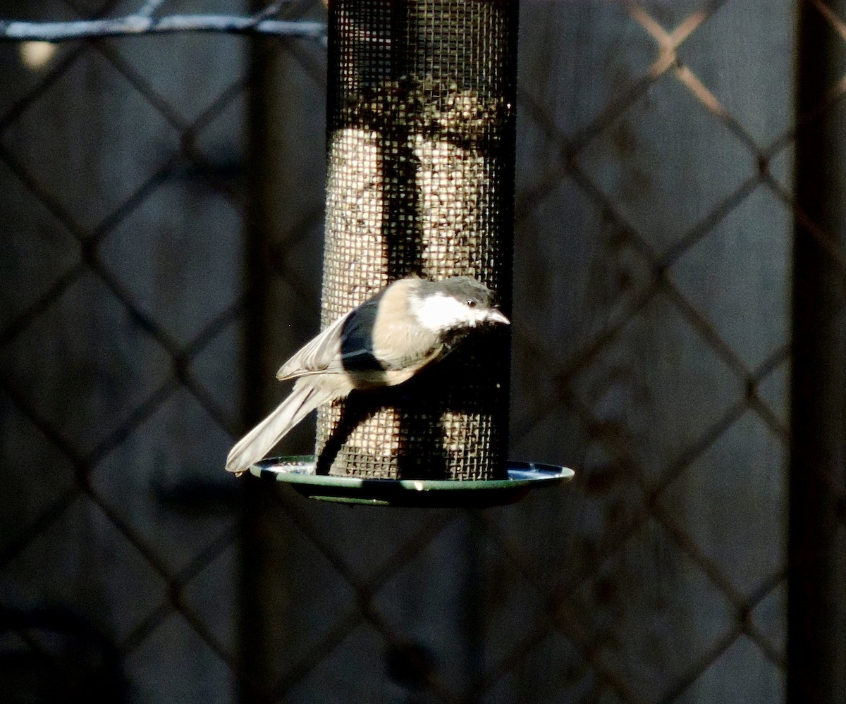 Black-capped Chickadee - ML642160679