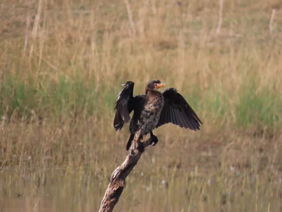 Reed Cormorant - ML642160684