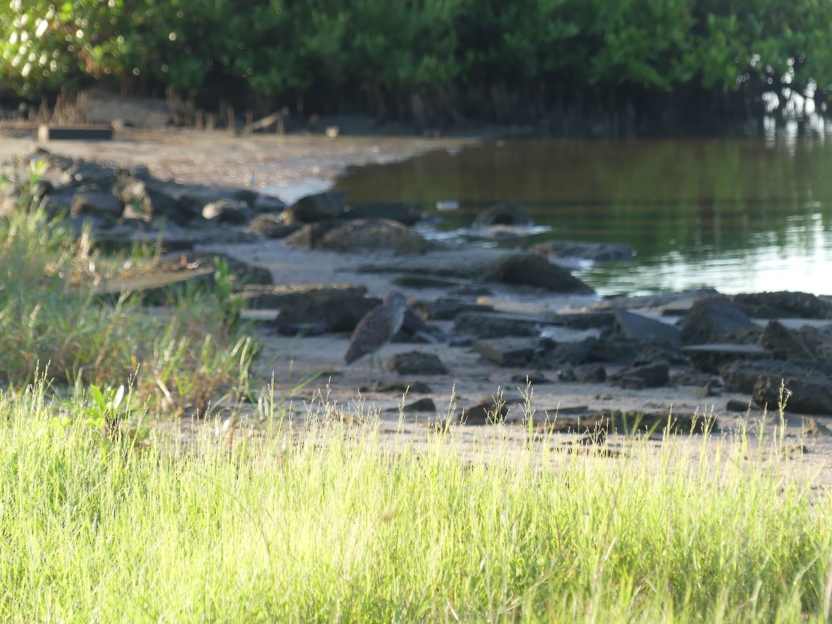 Yellow-crowned Night Heron - ML642160685
