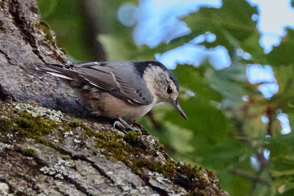 White-breasted Nuthatch - ML642160687