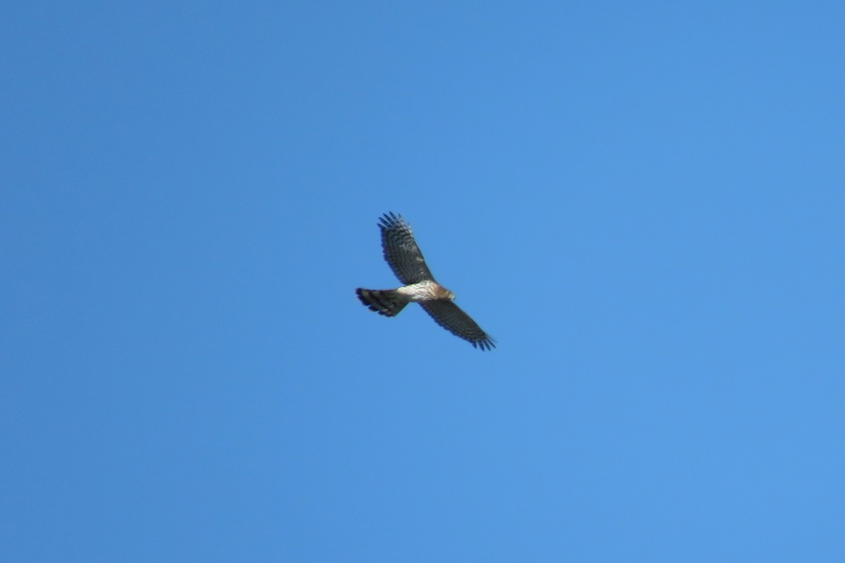 Cooper's Hawk - ML642160688