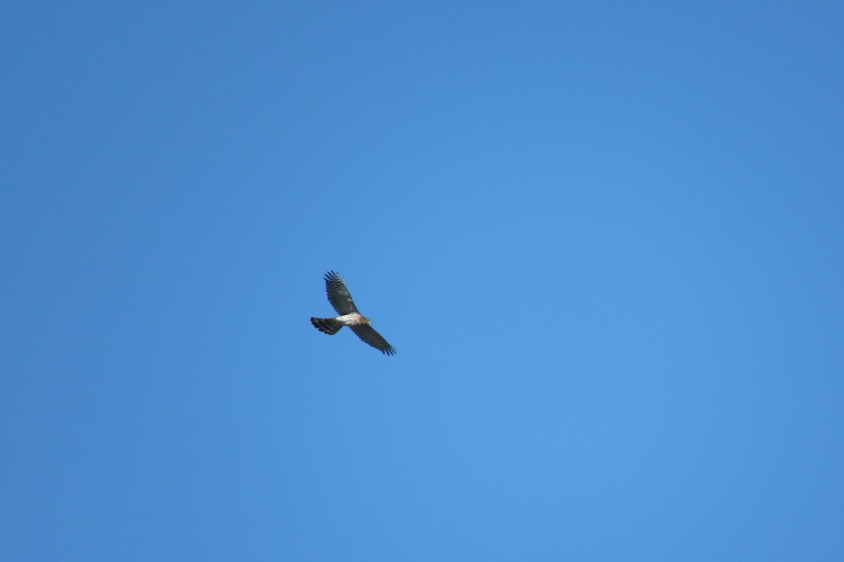 Cooper's Hawk - ML642160689