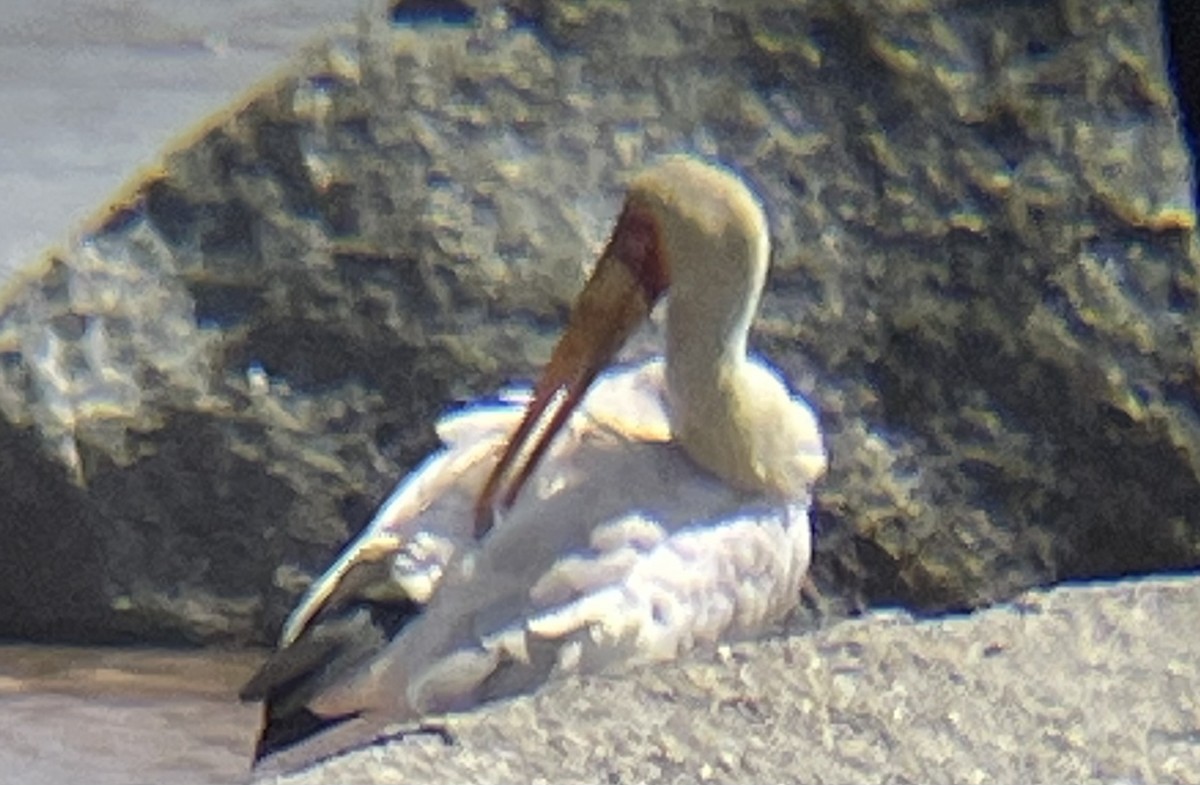 Yellow-billed Stork - ML642160690
