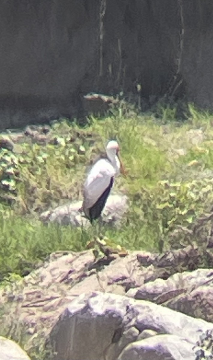 Yellow-billed Stork - ML642160691